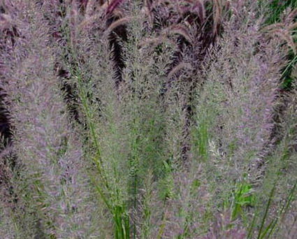 CALAMAGROSTIS BRACHYTICA